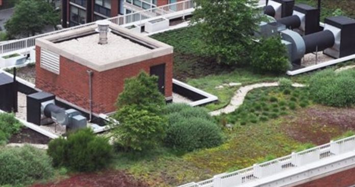green roof nyc